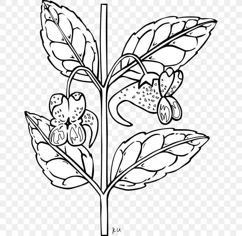 Plant Black And White Clip Art, PNG, 800x800px, Plant, Area, Art, Black And White, Branch Download Free
