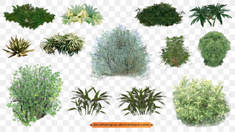 Plant Vegetation Shrub, PNG, 900x506px, Plant, Art, Bit, Conifer, Conifers Download Free