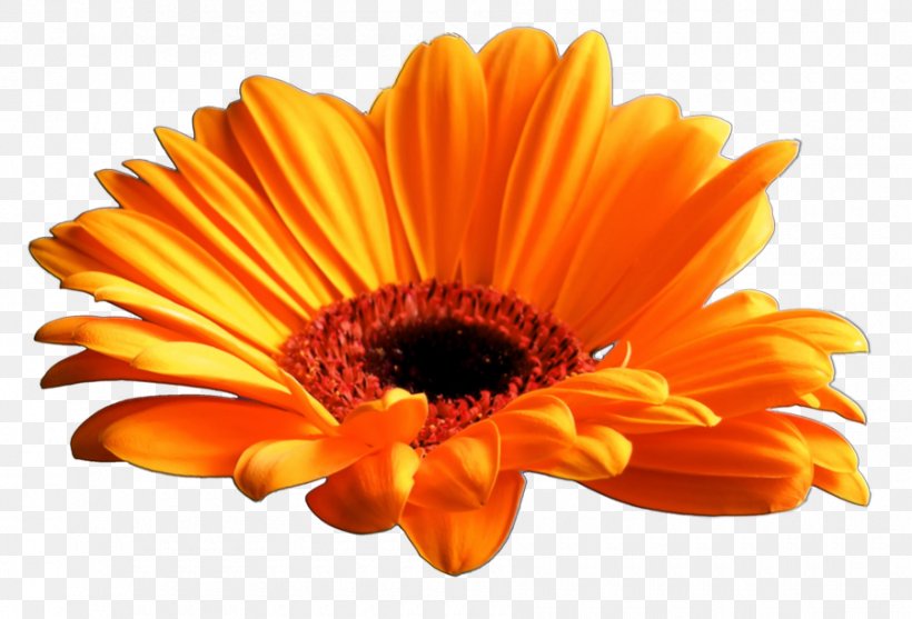 Transvaal Daisy Display Resolution Clip Art, PNG, 900x612px, Transvaal Daisy, Amazon Kindle, Calendula, Cut Flowers, Daisy Family Download Free