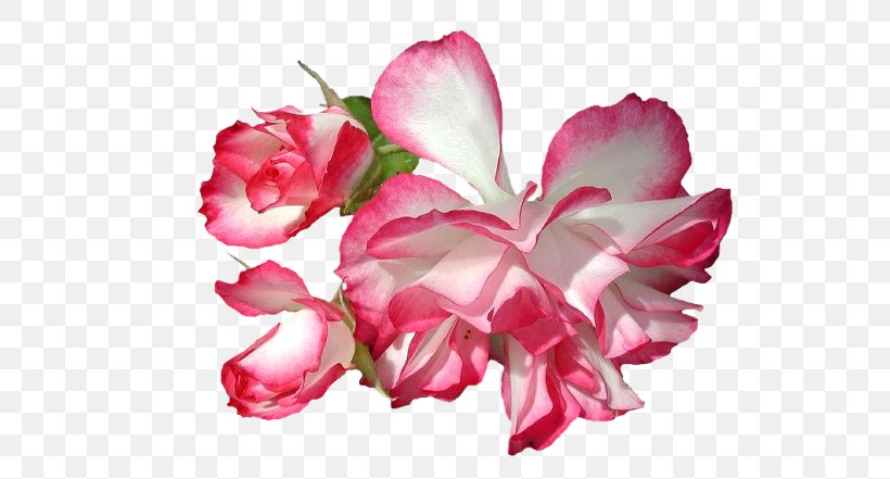 Cut Flowers July 2 Plant Stem Plants, PNG, 573x441px, Flower, Azalea, Begonia, Blossom, Cut Flowers Download Free