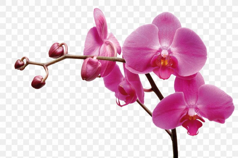 Les Orchidées : 'Phalaenopsis' Moth Orchids Garden Roses Flower Plants, PNG, 1690x1124px, Moth Orchids, Blossom, Branch, Bud, Flora Download Free