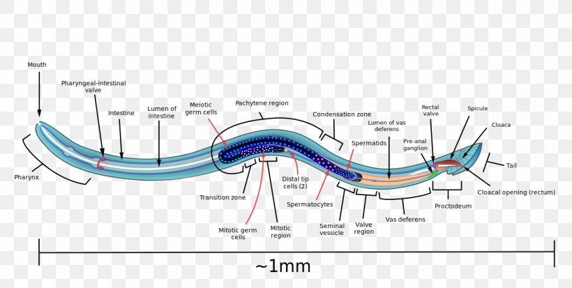 Roundworms Reproductive System Reproduction Biology, PNG, 1326x668px, Watercolor, Cartoon, Flower, Frame, Heart Download Free