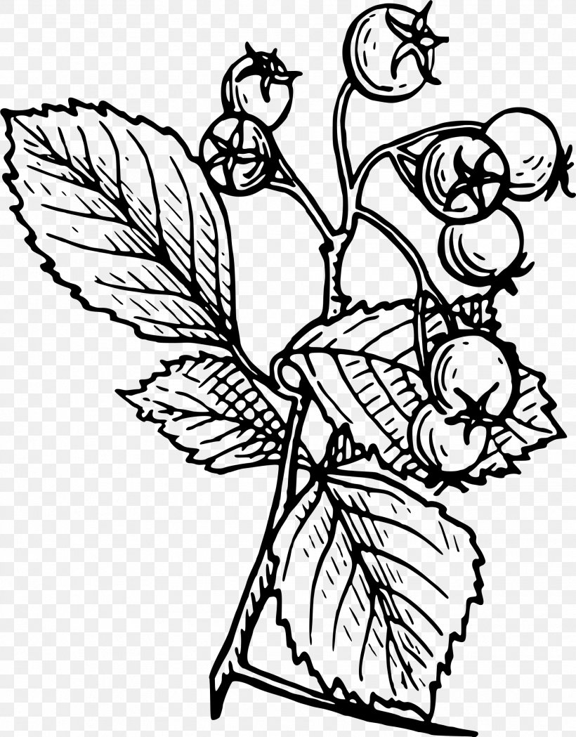 Crataegus Monogyna Tattoo Drawing Tree, PNG, 1876x2400px, Crataegus Monogyna, Art, Artwork, Bird, Black And White Download Free