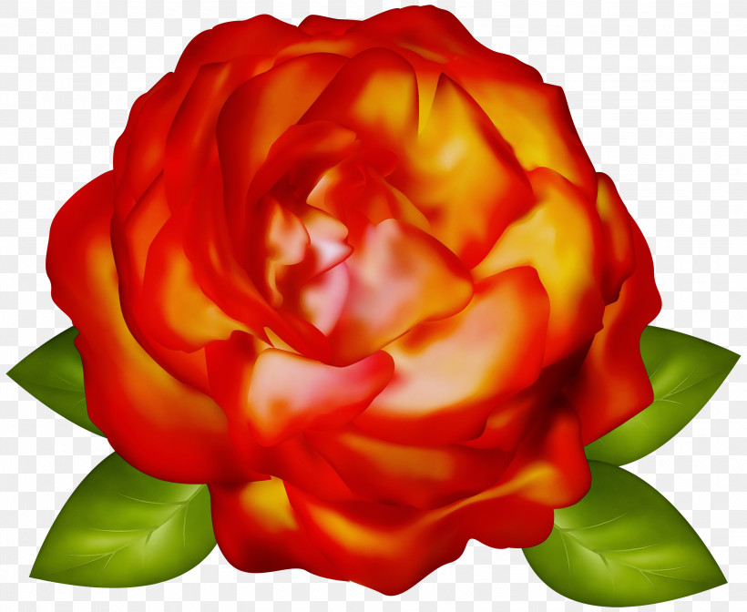 Garden Roses, PNG, 3000x2460px, Watercolor, Flower, Garden Roses, Hybrid Tea Rose, Orange Download Free