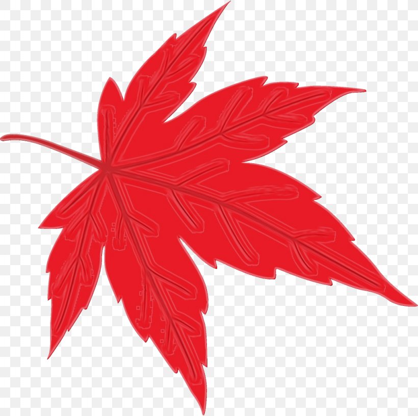 Maple Leaf, PNG, 1024x1020px, Watercolor, Black Maple, Flower, Leaf, Maple Download Free