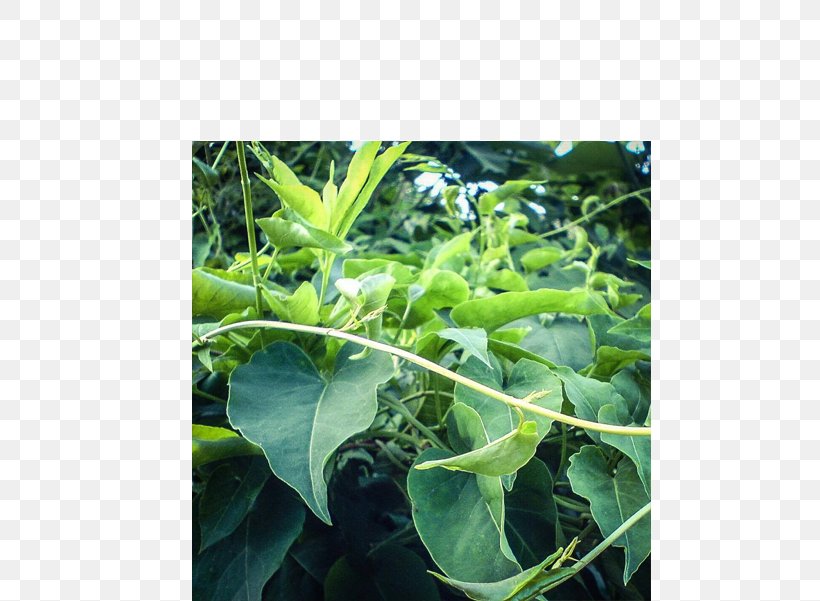 Fallopia Multiflora Pharmacist Pharmacy Sleep Pharmaceutical Drug, PNG, 600x601px, Fallopia Multiflora, Chard, Fallopia, Herb, Http Cookie Download Free