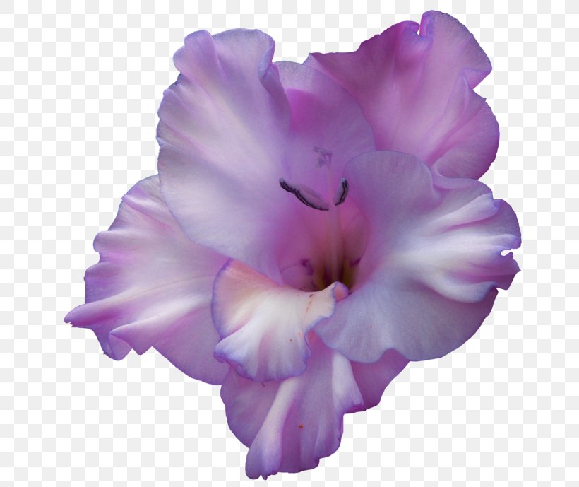Gladiolus Clip Art Birth Flower Violet, PNG, 700x689px, 2018, Gladiolus, August, Birth Flower, Blue Download Free