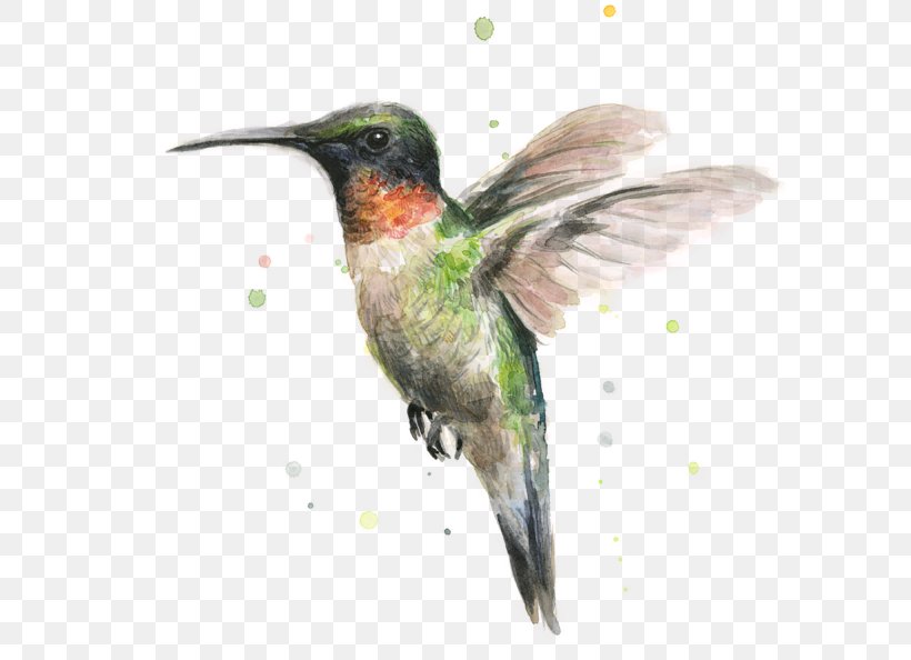 Hummingbird Watercolor Painting Printmaking, PNG, 600x594px, Hummingbird, Art, Artist, Beak, Bird Download Free