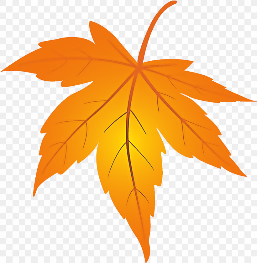 Maple Leaf Fallen Leaf Dead Leaf, PNG, 1000x1026px, Maple Leaf, Autumn, Autumn Leaf, Black Maple, Dead Leaf Download Free