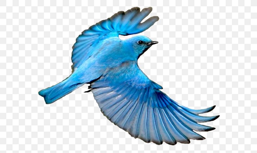 Blue Jay Mountain Bluebird Wing, PNG, 593x488px, Blue Jay, Animal, Beak, Bird, Bird Flight Download Free