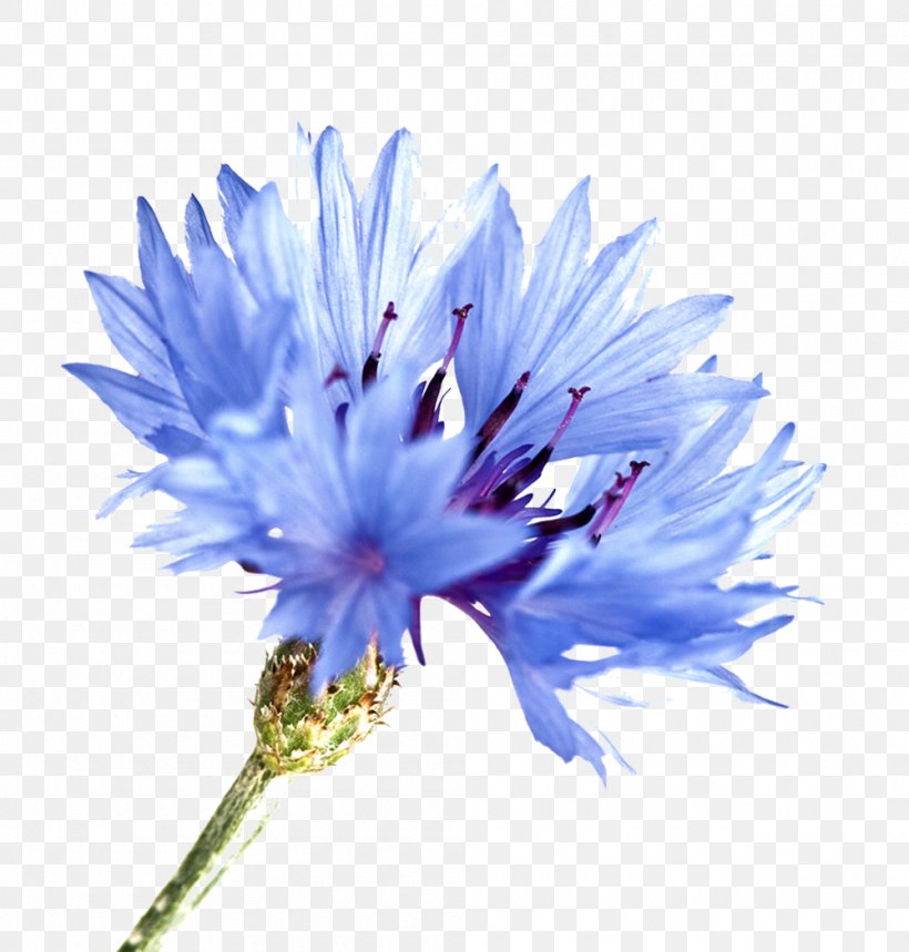 cornflower-blue-watercolor-painting-png-1000x1048px-cornflower-art