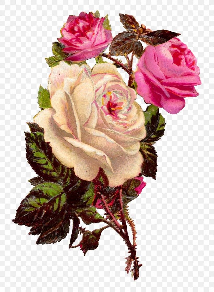 Garden Roses Cabbage Rose Floribunda Cut Flowers Clip Art, PNG, 1099x1500px, Garden Roses, Antique, Artificial Flower, Cabbage Rose, Cut Flowers Download Free