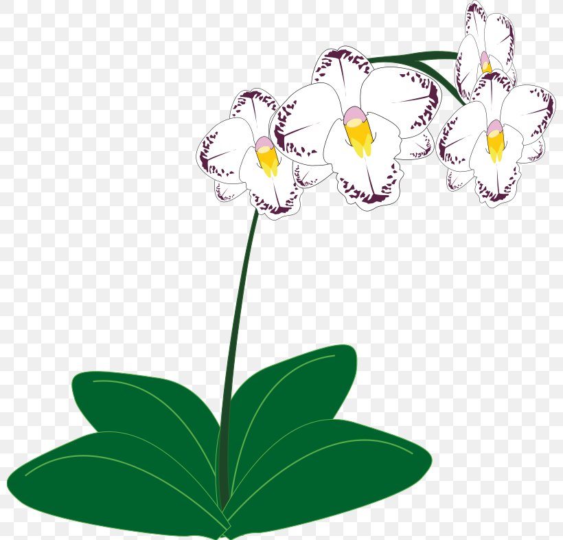 Orchids Free Content Clip Art, PNG, 800x786px, Orchids, Boat Orchid, Branch, Cattleya Orchids, Flora Download Free