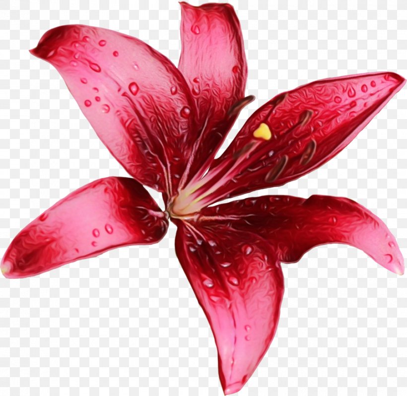 Petal Pink Lily Flower Red, PNG, 900x876px, Watercolor, Flower, Flowering Plant, Lily, Paint Download Free
