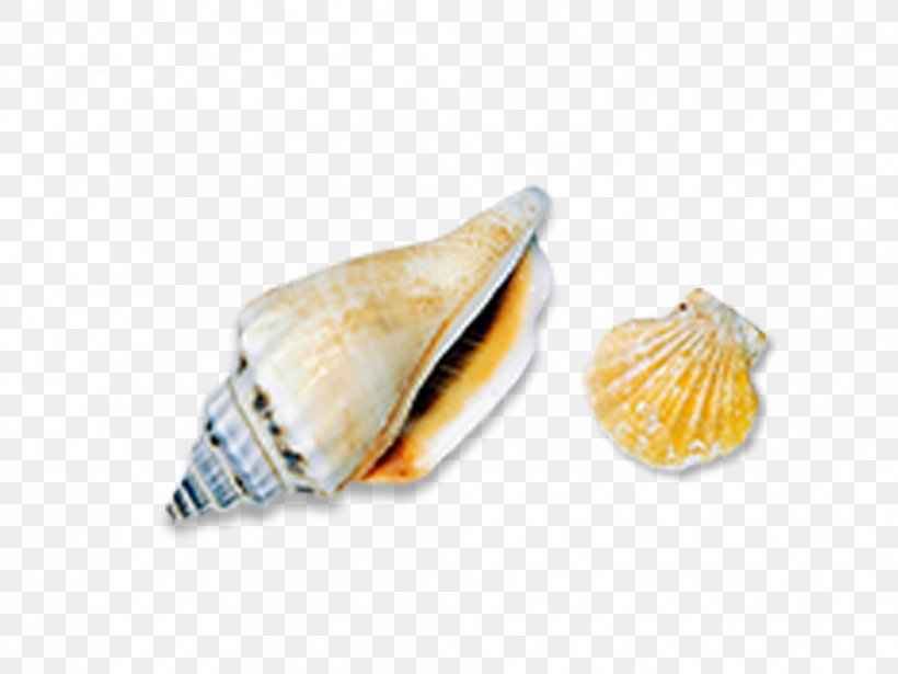 Seashell Sea Snail Conch Icon, PNG, 992x744px, Seashell, Beach, Cockle, Conch, Conchology Download Free
