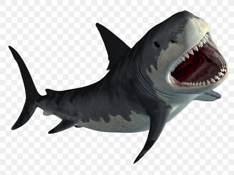 Hungry Shark World Hungry Shark Evolution MPEG-4 Part 14, PNG, 2500x1875px, Shark, Cartilaginous Fish, Fish, Great White Shark, Jaw Download Free