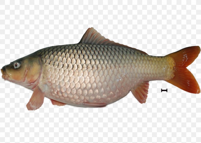 Tilapia Carp Koi Vertebrate Rudd, PNG, 1350x963px, Tilapia, Actinopterygii, Bony Fish, Bony Fishes, Carp Download Free