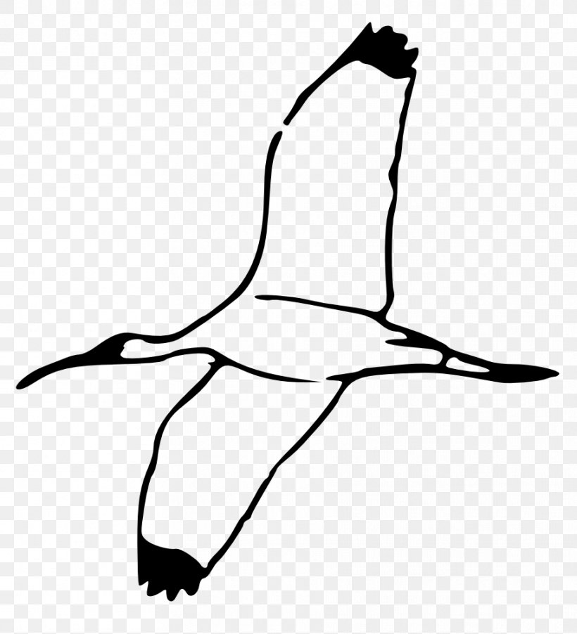 Bird Crane Ibis Clip Art, PNG, 909x1000px, Bird, African Sacred Ibis, Airplane, Art, Artwork Download Free