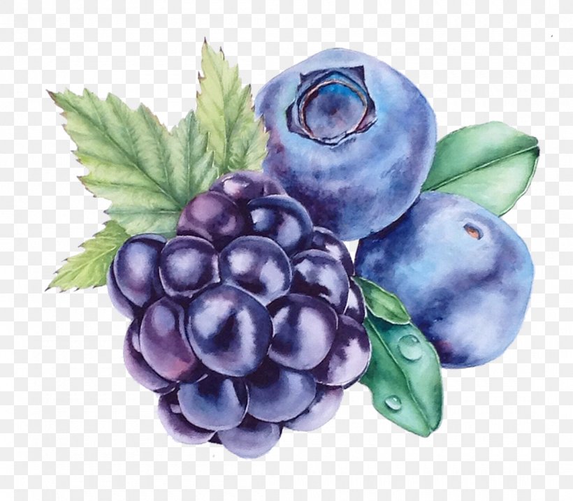 Grape Blueberry Watercolor Painting Bilberry, PNG, 1100x963px, Grape, Art, Berry, Bilberry, Blackberry Download Free