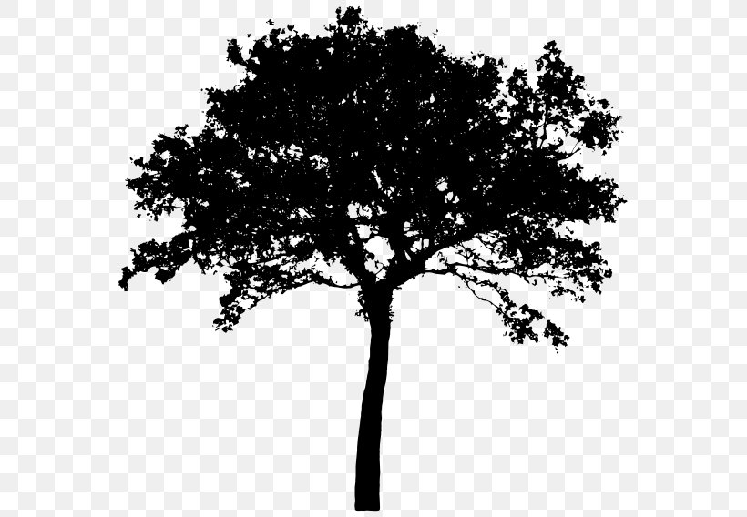Silhouette Tree Clip Art, PNG, 800x568px, Silhouette, Art, Black And White, Branch, Drawing Download Free