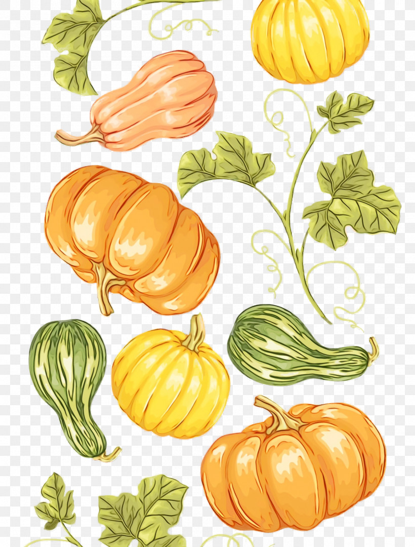 Squash Gourd Winter Squash Melon Calabaza, PNG, 1408x1856px, Thanksgiving, Autumn, Calabaza, Cucumis, Flower Download Free