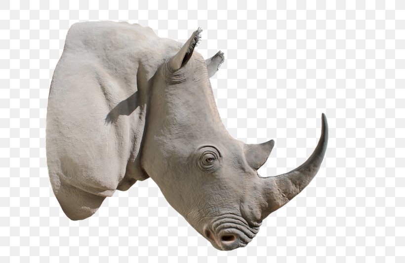 White Rhinoceros Horn, PNG, 800x534px, Rhinoceros, African Elephant, Black Rhinoceros, Elephantidae, Elephants And Mammoths Download Free