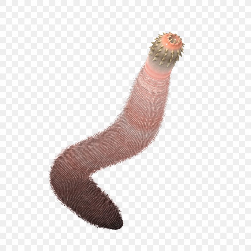 Burgess Shale Worm Ancalagon Priapulida Cambrian, PNG, 1024x1024px, Burgess Shale, Ancalagon, Animal, Cambrian, Cambrian Series 3 Download Free