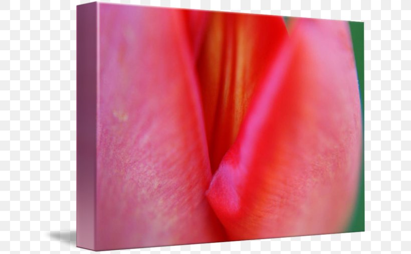 Close-up Lip, PNG, 650x506px, Closeup, Close Up, Flower, Lip, Magenta Download Free