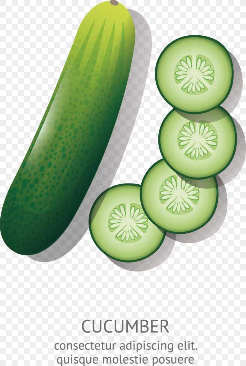 Cucumber Cartoon Animation Drawing, PNG, 1028x1531px, Cucumber, Cartoon, Cucumber Gourd And Melon Family, Cucumis, Drawing Download Free