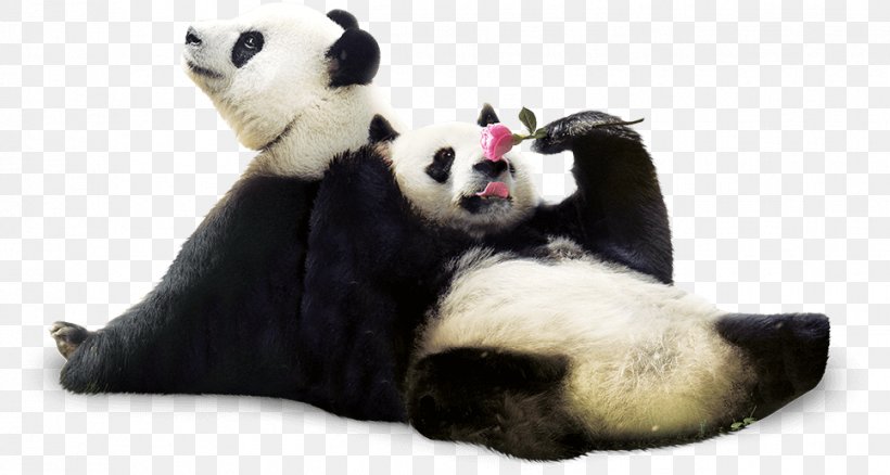 Giant Panda Red Panda Everland Cuteness, PNG, 966x516px, Giant Panda, Animal, Bear, Carnivoran, Cuteness Download Free