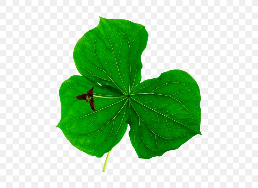 Leaf Herb Clover Plant Pennyroyal, PNG, 600x600px, 3d Computer Graphics, Leaf, Annual Plant, Bark, Clover Download Free