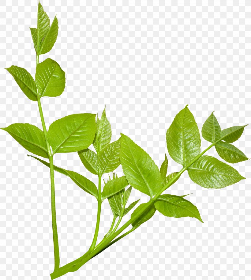 Plant Leaves Leaf Branch, PNG, 1978x2200px, Plant Leaves, Basil, Branch, Concepteur, Data Compression Download Free