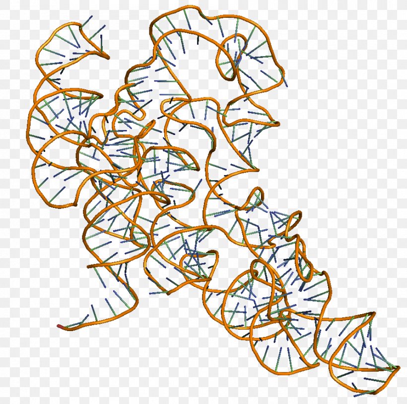 Transfer RNA Ribonuclease P RNA Polymerase, PNG, 892x886px, Rna, Area, Art, Branch, Catalysis Download Free