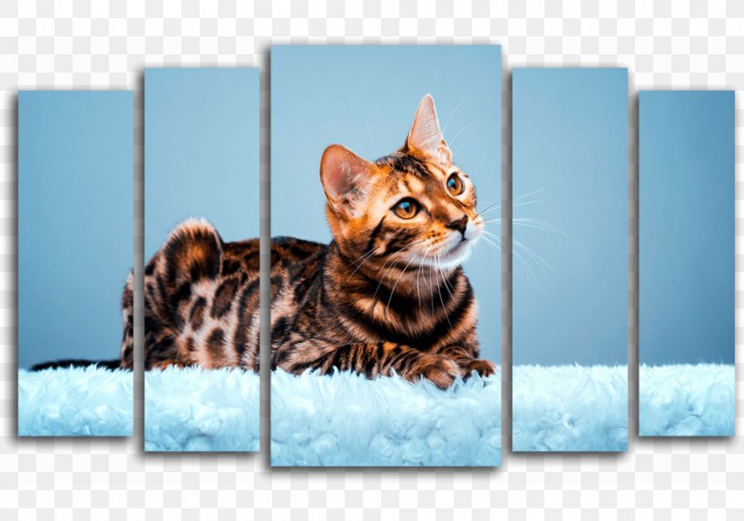 Bengal Cat American Bobtail Kitten Wildcat Desktop Wallpaper, PNG, 1000x700px, Bengal Cat, American Bobtail, Animal, Bengal, Carnivoran Download Free