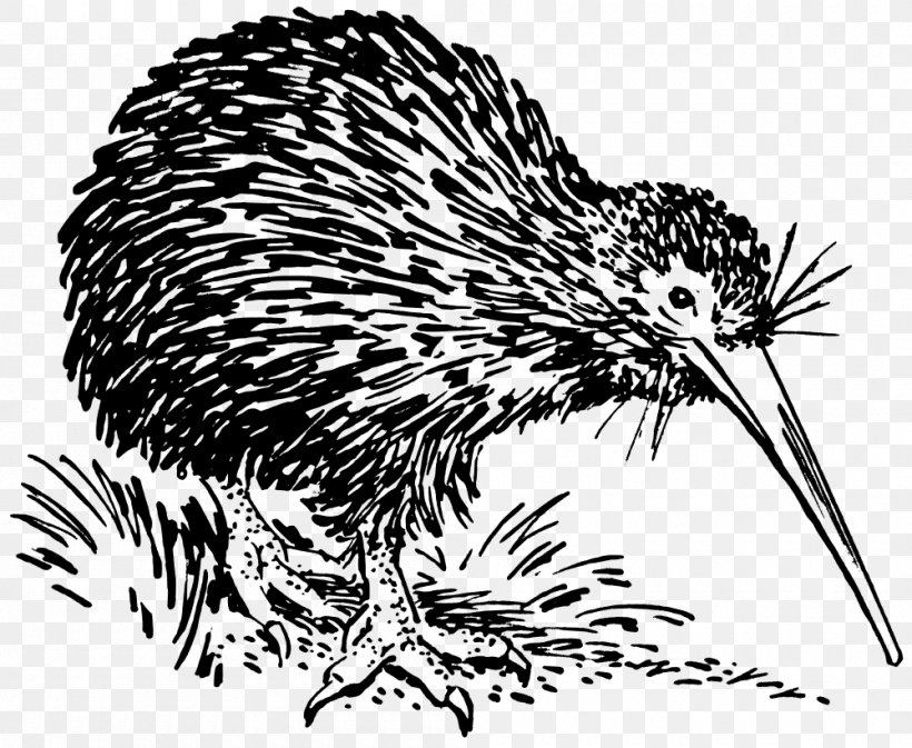 Bird New Zealand Clip Art, PNG, 1000x821px, Bird, Beak, Black And White, Echidna, Fauna Download Free