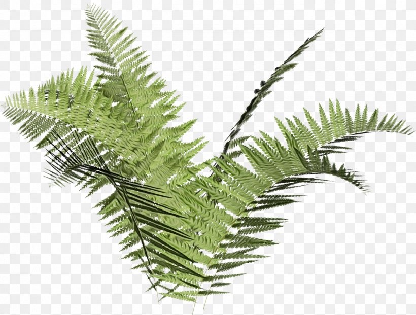 Cartoon Palm Tree, PNG, 1276x967px, Fern, American Larch, Arecales, Branch, Color Download Free