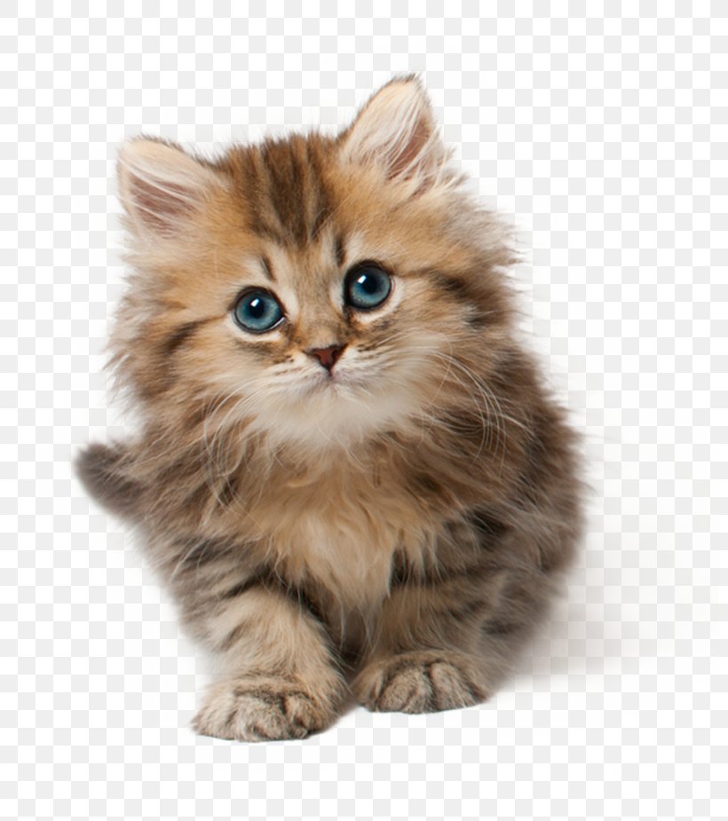 Cat Kitten Cuteness Clip Art, PNG, 800x925px, Minuet Cat, Animal, Asian Semi Longhair, British Semi Longhair, British Shorthair Download Free