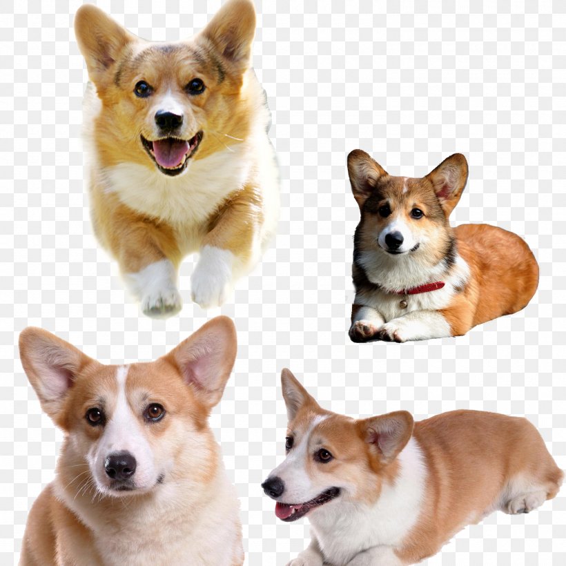 Pembroke Welsh Corgi Pet, PNG, 1500x1500px, Pembroke Welsh Corgi, Ancient Dog Breeds, Cardigan Welsh Corgi, Carnivoran, Companion Dog Download Free