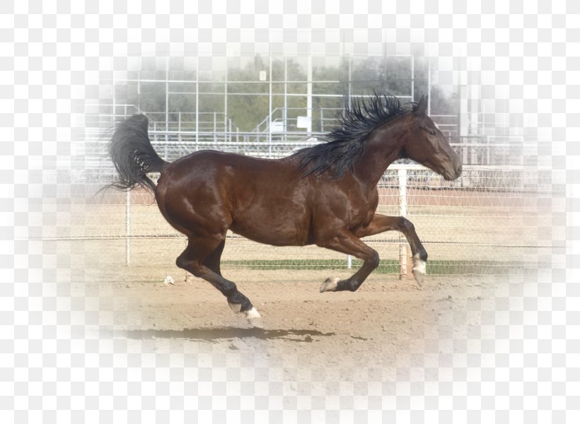 Stallion Mustang Rein Mare Hunt Seat, PNG, 800x600px, Stallion, Bit, Bridle, Ford Mustang, Halter Download Free