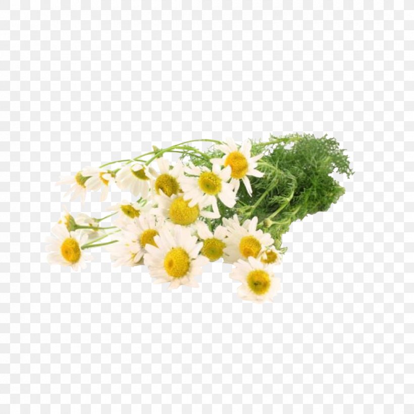 Tea German Chamomile Roman Chamomile Essential Oil, PNG, 1080x1080px, Tea, Antiinflammatory, Camomile, Chamaemelum Nobile, Chamomile Download Free