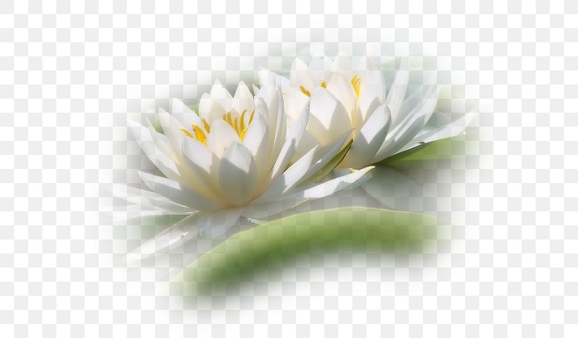Thought Photography Flower Petal, PNG, 583x480px, Thought, Being, Daisy Family, Flora, Flower Download Free