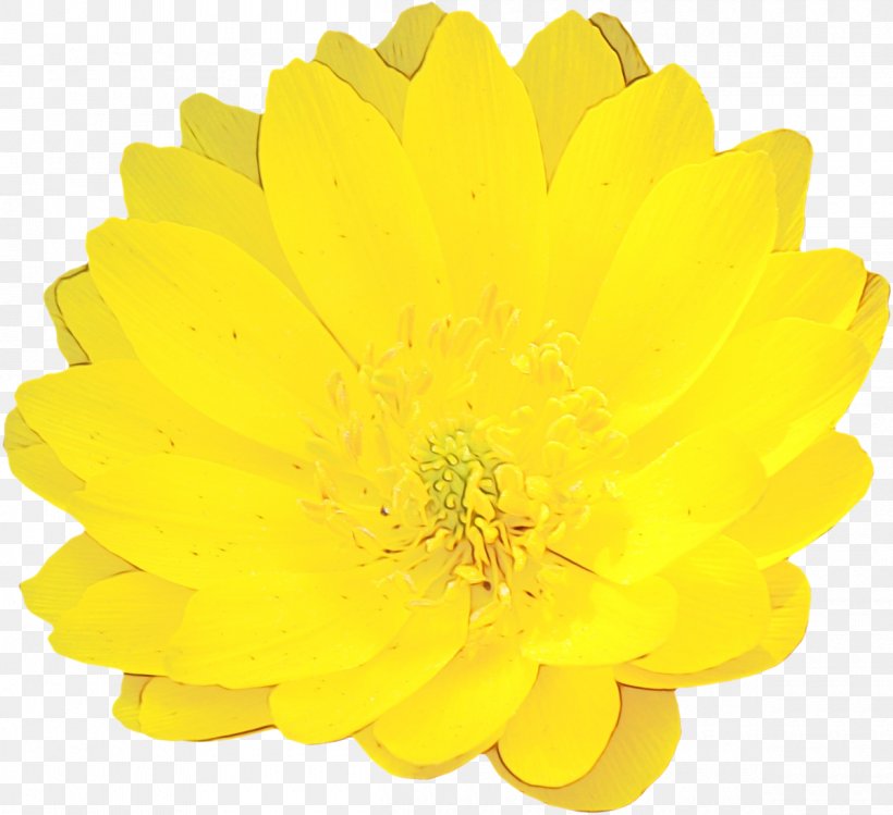 Yellow Flower Petal Plant Gerbera, PNG, 1200x1097px, Watercolor, Daisy Family, English Marigold, Flower, Flowering Plant Download Free