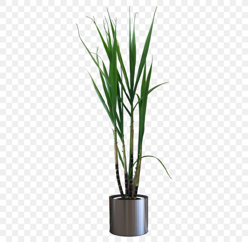 Flowerpot Houseplant, PNG, 350x800px, Flowerpot, Bonsai, Crock, Data Compression, Glass Download Free