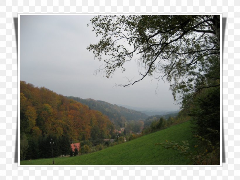 Lake District Tree Forest National Park Land Lot, PNG, 1024x768px, Lake District, Forest, Grass, Hill, Hill Station Download Free