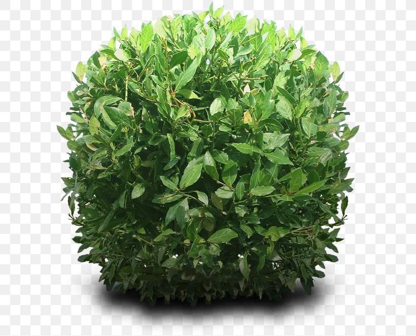 Shrub Clip Art, PNG, 600x661px, Shrub, Display Resolution, Evergreen, Grass, Groundcover Download Free