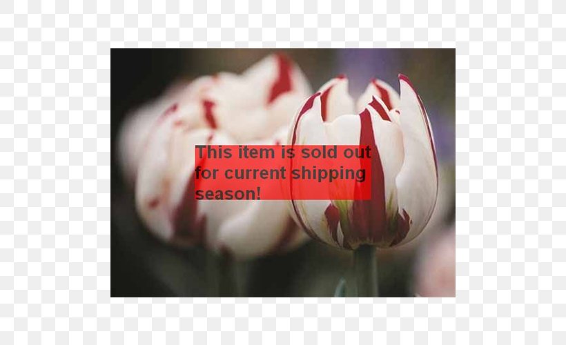 Tulip Limoniastrum Monopetalum Bulb Close Up GmbH, PNG, 500x500px, Tulip, Average, Bulb, Carnival, Close Up Download Free