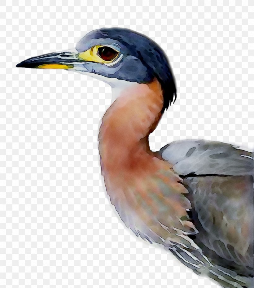 Green Heron African Night Heron By Louis Agassiz Fuertes Buyenlarge Hornbill, PNG, 1239x1406px, Green Heron, Art, Beak, Bird, Fauna Download Free