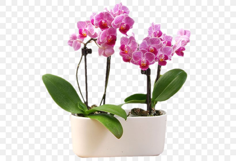 Moth Orchids Cattleya Orchids Cut Flowers Flowerpot, PNG, 560x560px, Moth Orchids, Cattleya, Cattleya Orchids, Cut Flowers, Flower Download Free