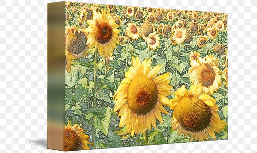 Mug, PNG, 650x489px, Mug, Daisy Family, Flower, Flowering Plant, Sunflower Download Free