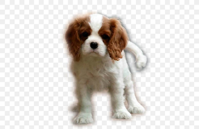 Cavalier King Charles Spaniel Puppy Cavapoo Dog Breed, PNG, 500x535px, King Charles Spaniel, Blenheim, Breed, Carnivoran, Cavachon Download Free